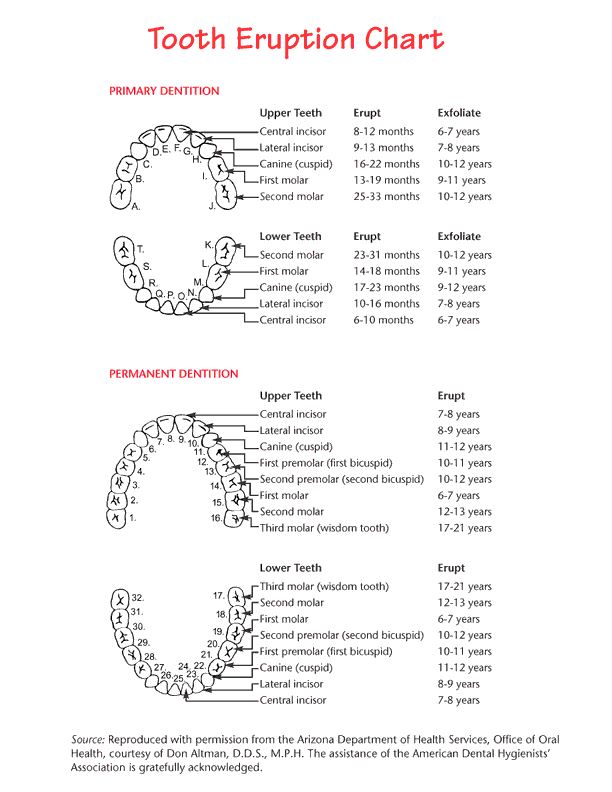 Pediatric Tooth Chart